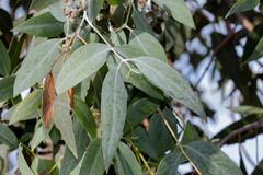 Eucalyptus tenuiramis