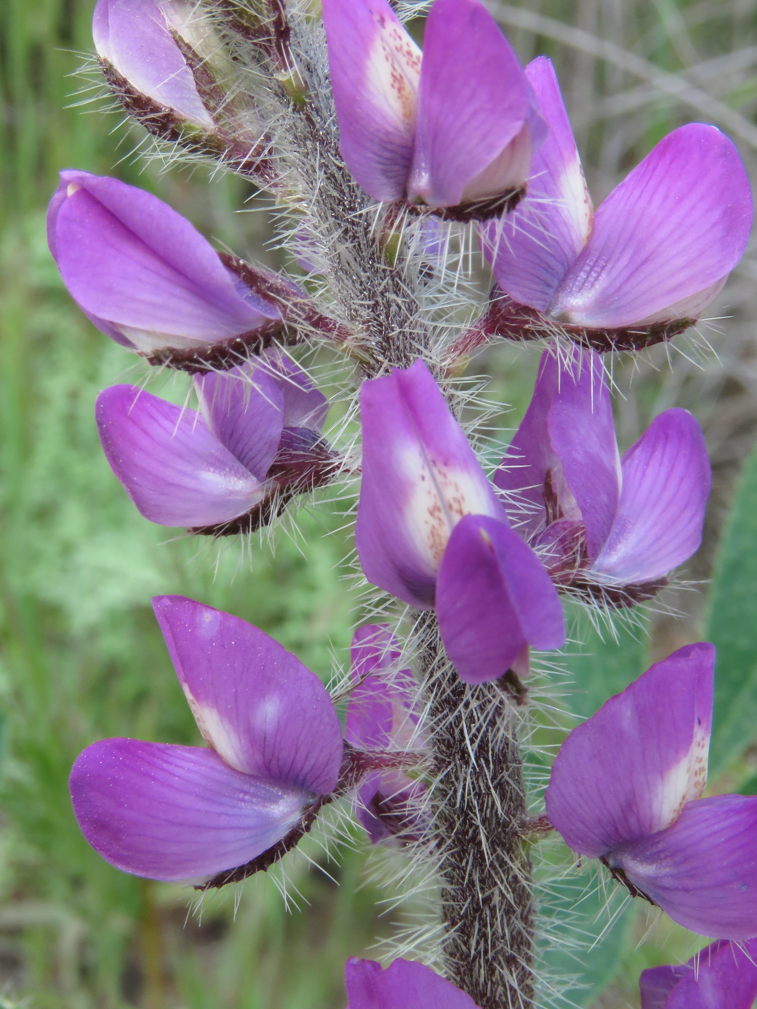 Lupinus hirsutissimus
