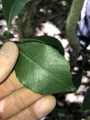 Auranticarpa rhombifolia