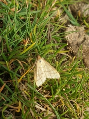 Mecyna flavalis
