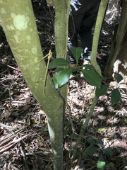 Auranticarpa rhombifolia