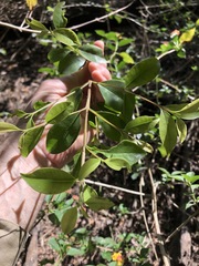 Syzygium australe