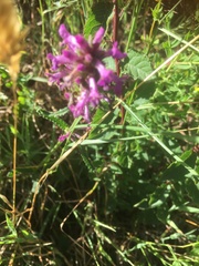 Betonica officinalis