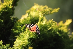 Euplagia quadripunctaria