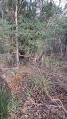 Cassinia aculeata aculeata