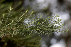 Cassinia aculeata aculeata