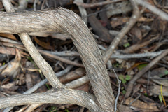 Cassinia aculeata aculeata