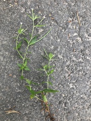 Epilobium collinum