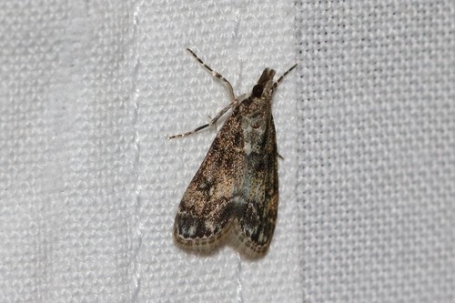 Little grey, 6874 Wolfheze, Nederland, photo 6 of 10