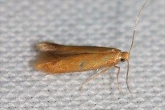 Tischeria ekebladella