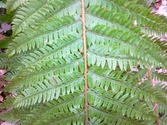 Polystichum aculeatum