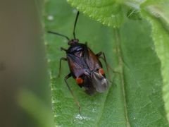 Deraeocoris ruber