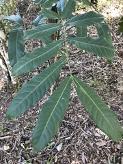 Flindersia schottiana