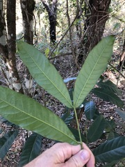 Flindersia schottiana