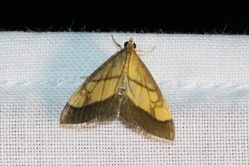 Dark Bordered Pearl, 6874 Wolfheze, Nederland, photo 4 of 10