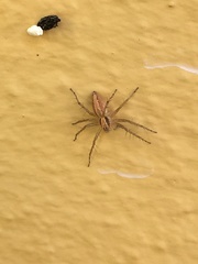 Oxyopes kraepelinorum