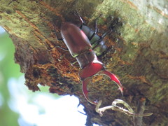 Lucanus elaphus