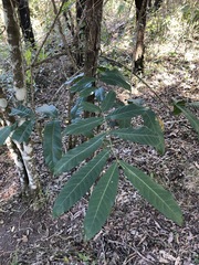 Flindersia schottiana