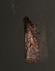 Cryptaspasma sordida