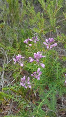 Comesperma ericinum