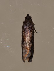 Cryptaspasma sordida