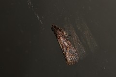 Cryptaspasma sordida