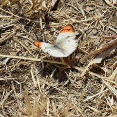 Colotis antevippe gavisa