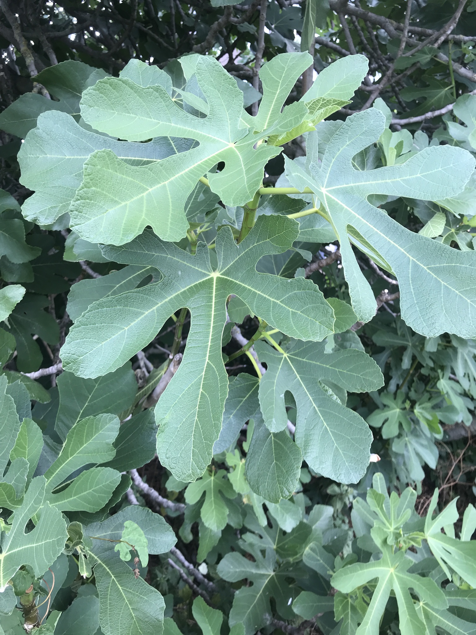 Ficus carica