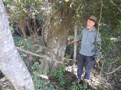 Ficus fraseri