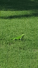 Iguana iguana
