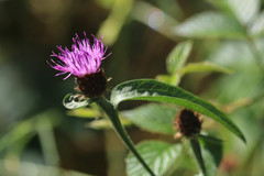 Centaurea decipiens