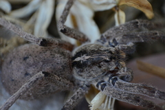 Afroneutria erythrochelis