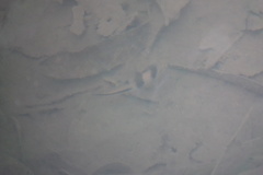 Striuntius lateristriga