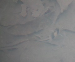 Striuntius lateristriga