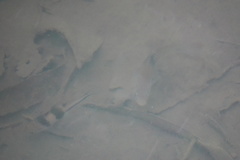 Striuntius lateristriga