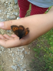 Erebia euryale