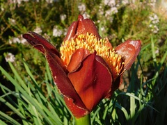 Scadoxus puniceus