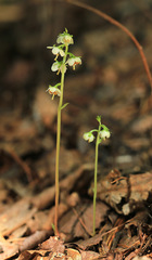 Pyrola japonica