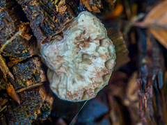 Calcipostia guttulata