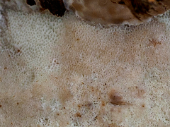 Calcipostia guttulata