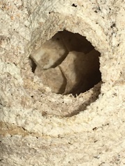 Dolichovespula saxonica