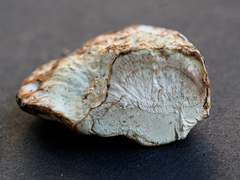 Calcipostia guttulata