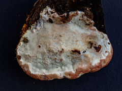Calcipostia guttulata