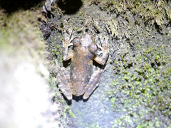 Chiromantis rufescens