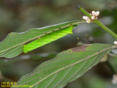 Macroglossum poecilum