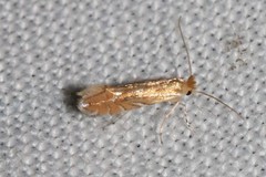 Phyllonorycter quercifoliella