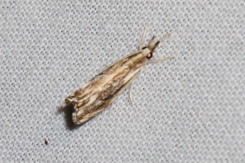 Marbled Grass-veneer, 6874 Wolfheze, Nederland, photo 3 of 10