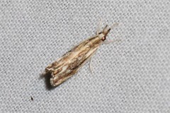 Catoptria verellus