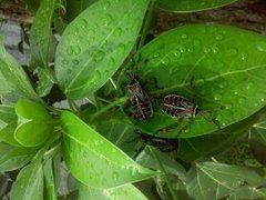 Pachylis acutangulus