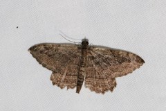 Philereme transversata